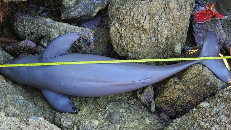 통영 해안가서 멸종위기종 상괭이 사체 발견