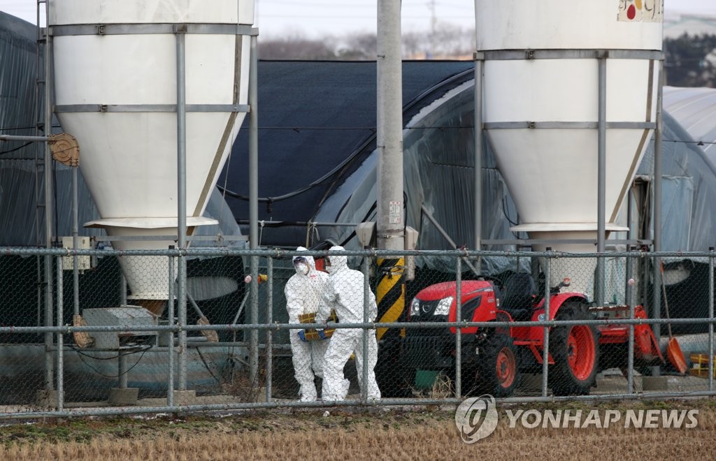 Quarantine officials prepare to cull ducks at a farm in Naju, 355 kilometers south of Seoul, on Dec. 8, 2020. (Yonhap)