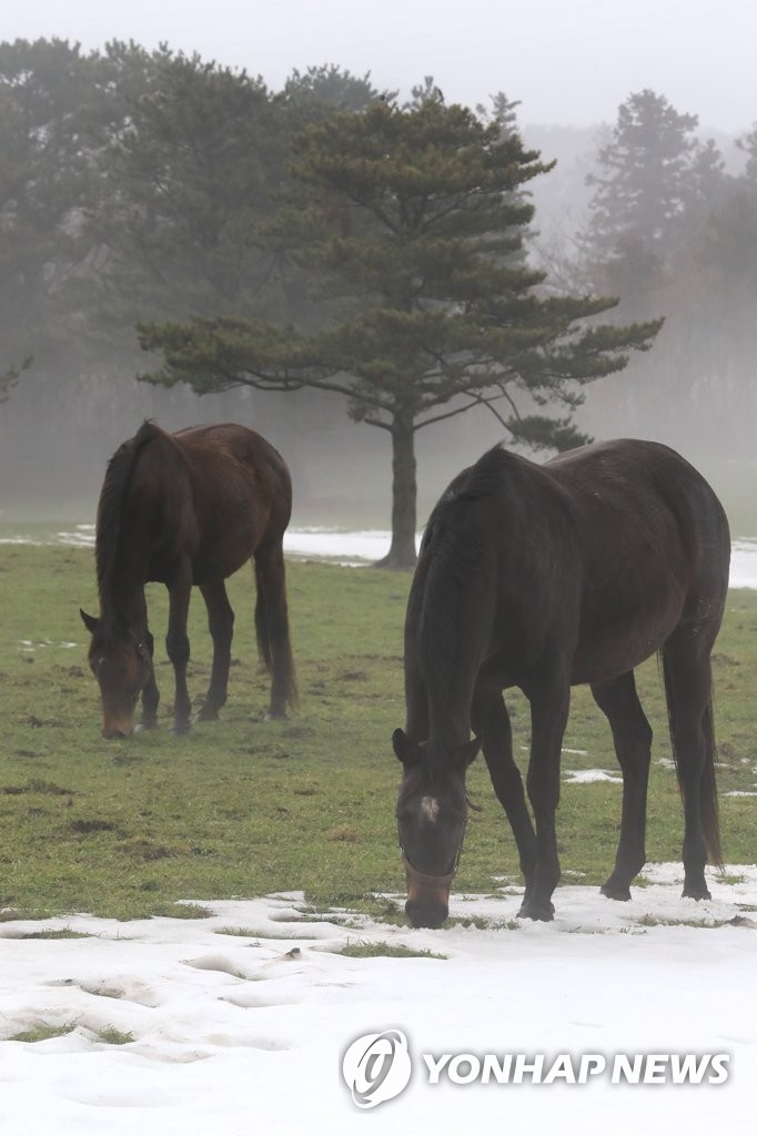 Horses grazing at pasture on Jeju Island Horses grazing at pasture on Jeju Island