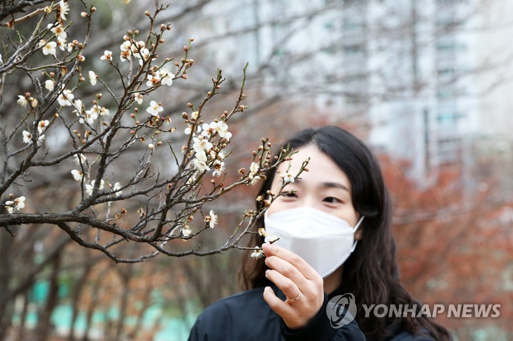 벌써 핀 매화