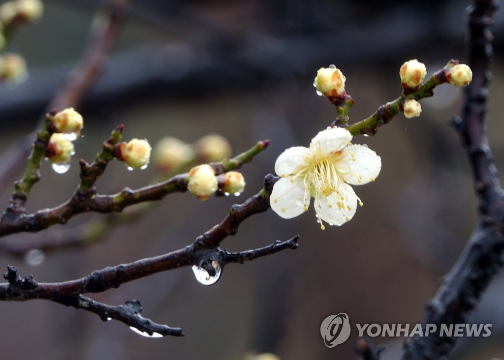Apricot flowers in Gyeongbok Palace Apricot flowers in Gyeongbok Palace
