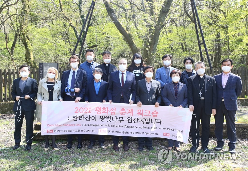 "한라산이 왕벚나무 원산지입니다"
