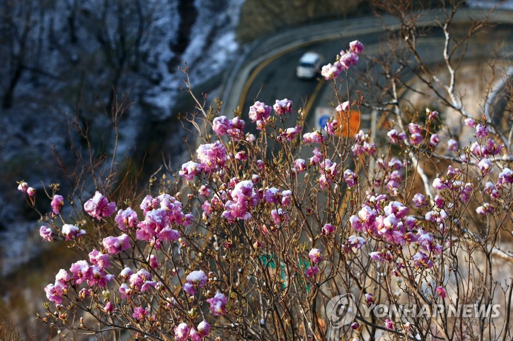 '봄꽃과 눈'…4월 중순에 눈 내린 한계령