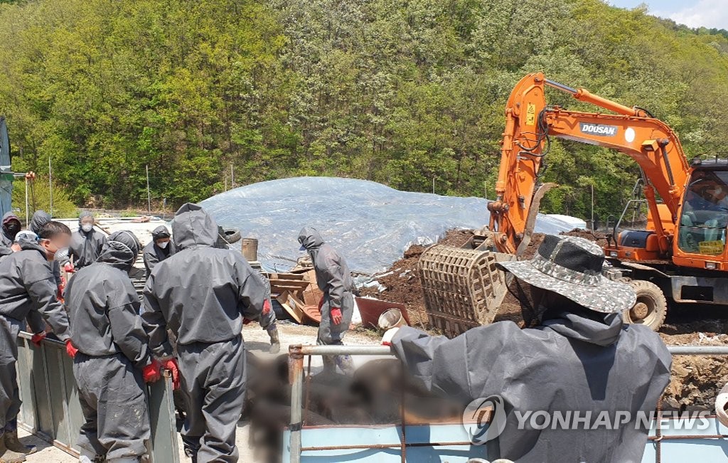 Officials prepare to cull pigs at a farm in Yeongwol, 204 kilometers east of Seoul, on May 5, 2021, in this photo provided by Gangwon Province. (PHOTO NOT FOR SALE) (Yonhap)