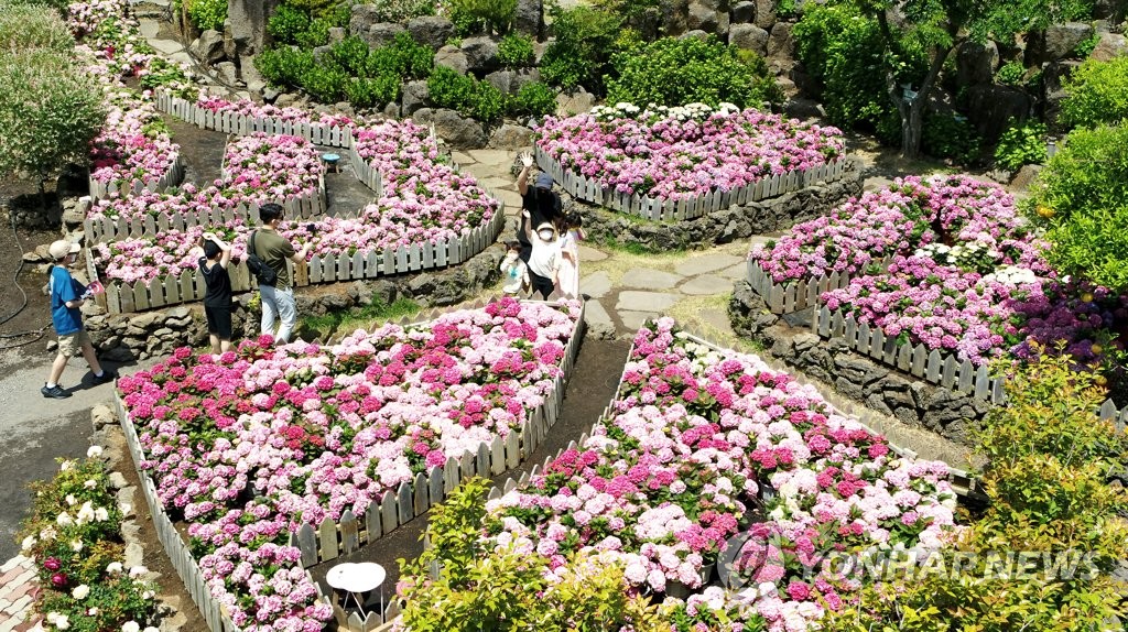 Jardín de hortensias en Seogwipo Jardín de hortensias en Seogwipo