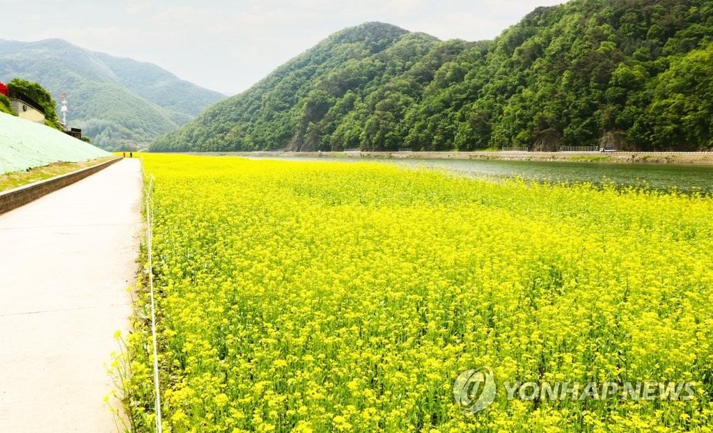 만개한 단양강변 유채꽃
