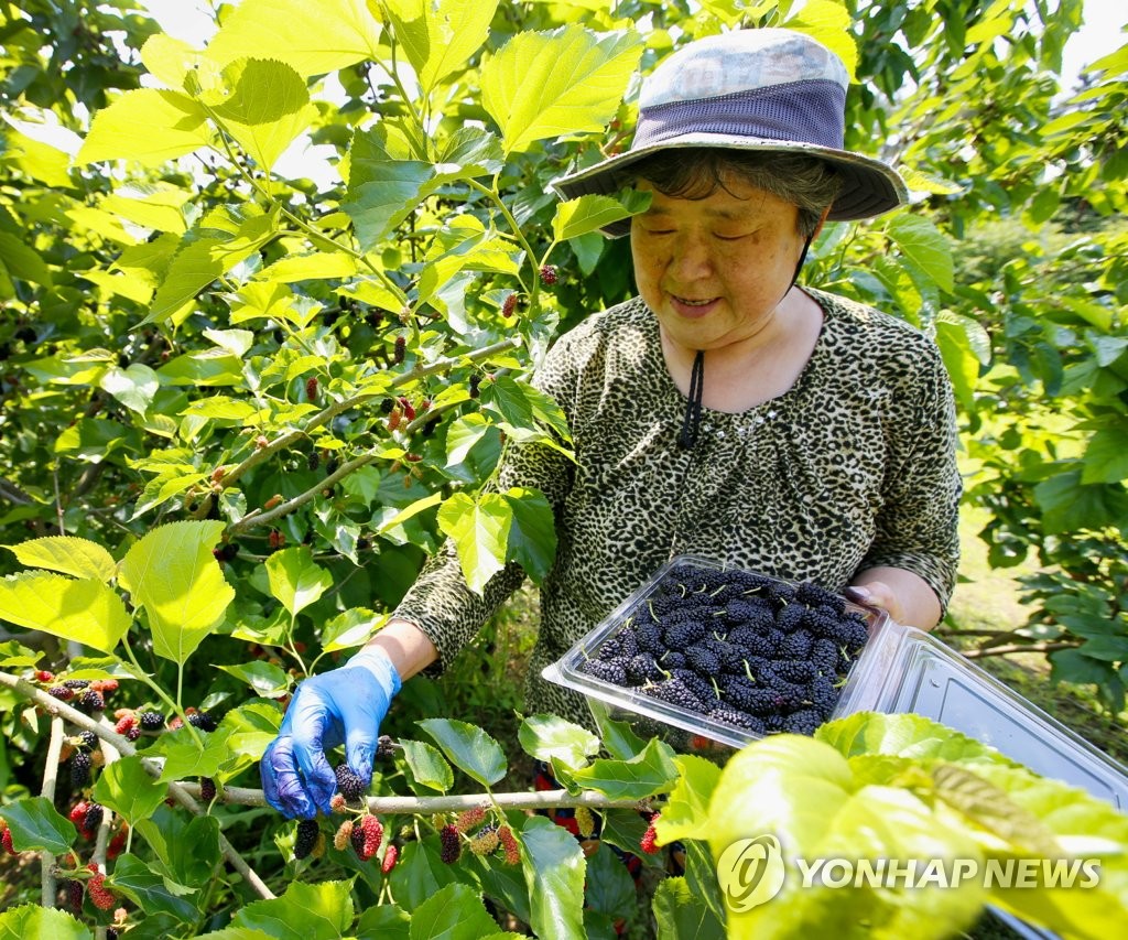 Mulberry harvesting Mulberry harvesting