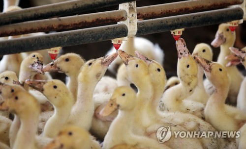 목 축이는 오리