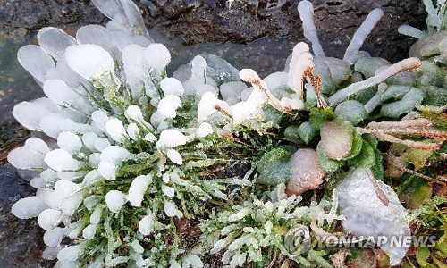 덕유산 향적봉 '첫얼음'