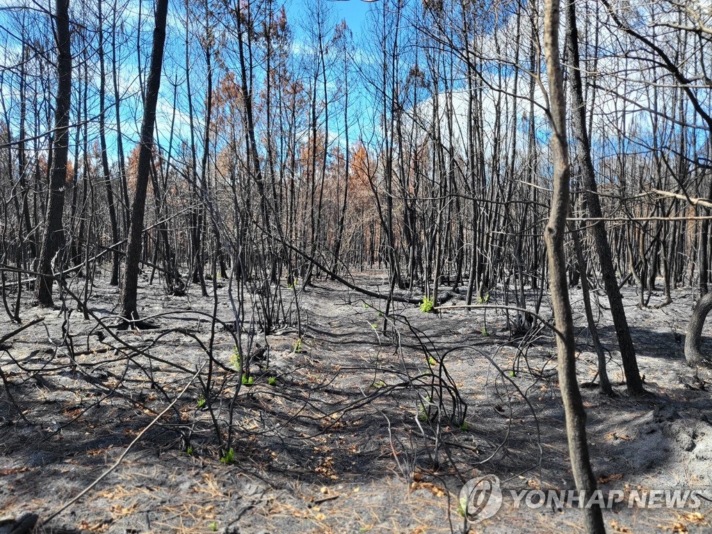 시커멓게 변해버린 랑디라 숲