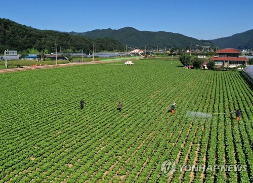 배추 농사로 분주한 농민