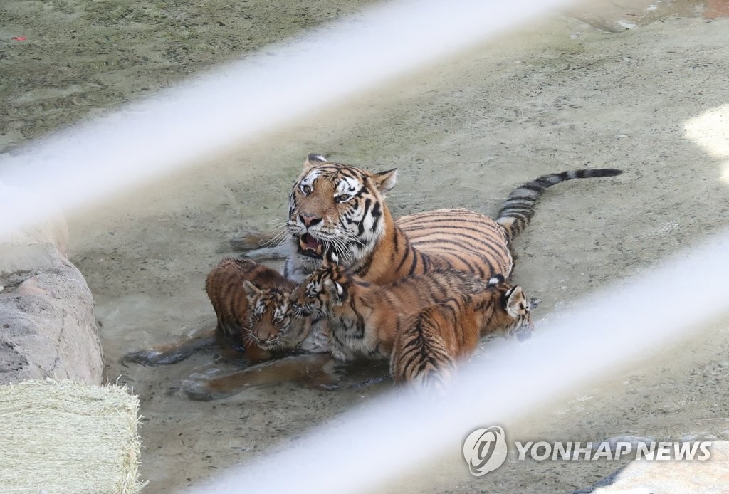 '아이 시원해라!' 어미와 물놀이하는 100일 맞은 백두산호랑이 3남매