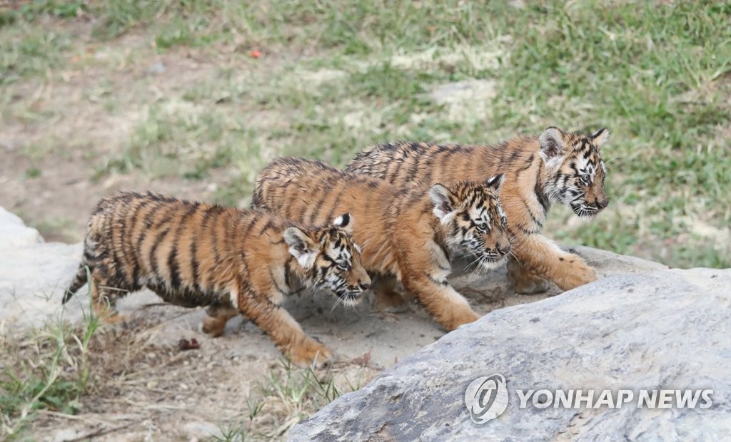 '위풍당당하게 걷자' 100일 된 백두산 호랑이 3남매
