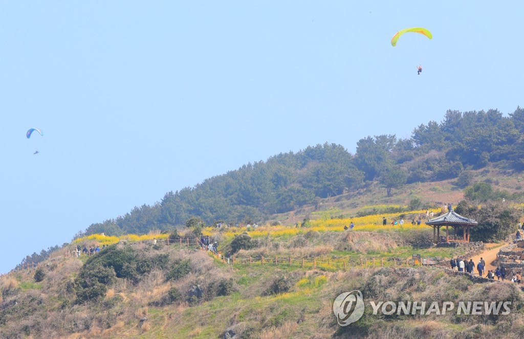 노랗게 물든 제주의 봄