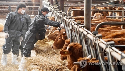 (LEAD) Gov't issues highest FMD alert, closes livestock markets - 2