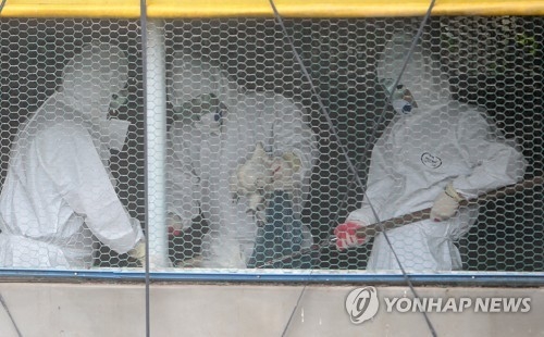 Quarantine officials gather chickens at a farm in Jeju Island on June 7, 2017, in order to cull them to prevent the spread of bird flu. (Yonhap) 
