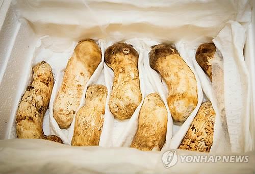 Cheong Wa Dae gifts N.K. tangerines in return for mushrooms