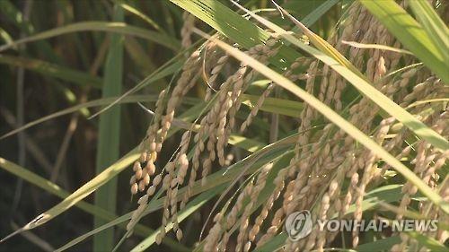 A rice paddy (Yonhap)