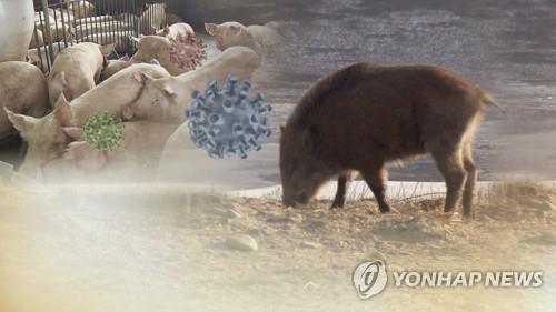 S. Korea reports 7 more African swine fever cases in wild boars