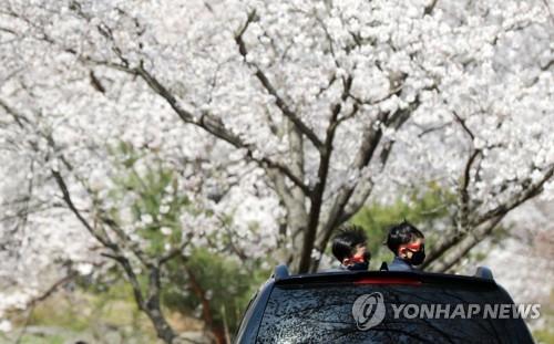 Two boys wearing masks enjoy cherry blossoms from the open sunroof of a car in the county of Boseong, South Jeolla Province, on March 31, 2020. (Yonhap)