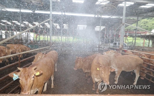 Water is being sprayed over cows at a farmhouse in Gwangju, on July 22, 2021, to keep them cool. (Yonhap)