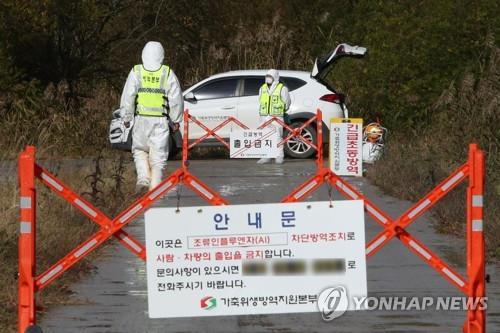 Officials block a road leading to a duck farm in Naju, 355 kilometers south of Seoul, on Nov. 12, 2021, as highly pathogenic avian influenza broke out there. (Yonhap)