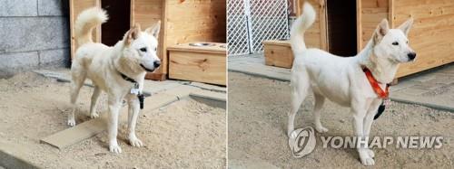 Moon to part with 2 dogs gifted from N. Korea