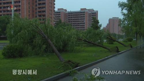 This footage captured from the Korean Central Television on June 26, 2022, shows uprooted trees caused by heavy rain and strong winds in North Korea's capital city of Pyongyang. (For Use Only in the Republic of Korea. No Redistribution) (Yonhap)