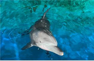 에스.  한국, 수족관에서 바다 우리로 포획 돌고래 이동