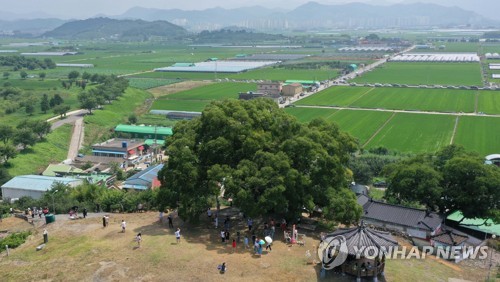 This file photo shows a hackberry tree featured in the popular TV drama series "Extraordinary Attorney Woo." (Yonhap) 