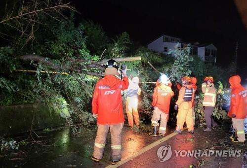 This photo provided by fire authorities shows firefighters removing a tree hit by Typhoon Hinnamnor on Sept. 6, 2022, in the coastal city of Tongyeong. (PHOTO NOT FOR SALE) (Yonhap) 