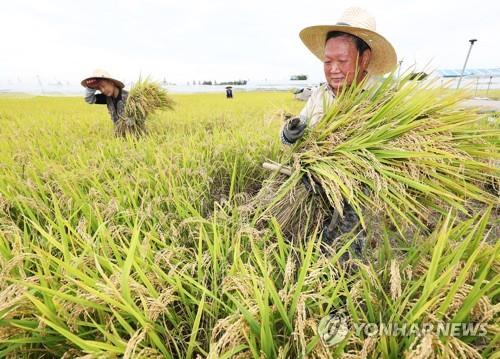 This file photo shows officials of the Rural Development Administration checking rice at a rice paddy in the city of Suwon, south of Seoul, on Sept. 15, 2022. (Yonhap) 