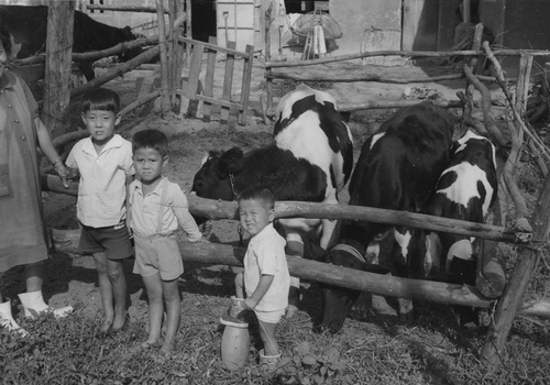This undated photo, provided by Heifer International Korea on Dec. 22, 2022, shows Korean children standing at a farm along with milk cows donated by the international community in the 1960s. (PHOTO NOT FOR SALE) (Yonhap)