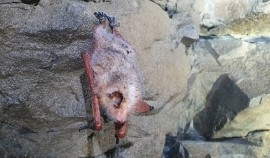 This image, provided by the Korea National Park Service, shows a Korean Orange Whiskered Bat inhabiting Mount Palgong. (PHOTO NOT FOR SALE) (Yonhap)