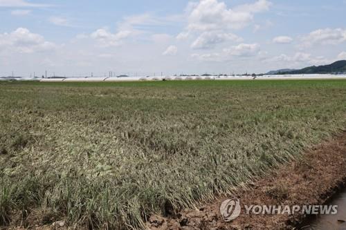 Rice plants wither in paddies in Iksan, 170 kilometers south of Seoul, due to days of heavy rain followed by a heat wave on July 19, 2023. (Yonhap)