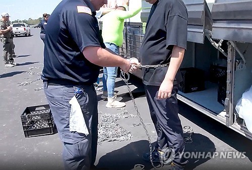 A U.S. official shackles a worker with a metal chain during an immigration raid at an electric vehicle battery plant construction site for a joint venture of Hyundai Motor Group and LG Energy Solution in Bryan County near Savannah on Sept. 4, 2025, in this photo captured from video footage posted on the website of Immigration and Customs Enforcement. (PHOTO NOT FOR SALE) (Yonhap)