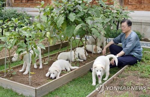 Cette photo d'archives fournie par Cheong Wa Dae en septembre 2021 montre le président de l'époque, Moon Jae-in, posant avec sept chiots mis bas trois mois plus tôt par l'un des deux chiens nord-coréens de race Pungsan que le dirigeant nord-coréen Kim Jong-un a offert à Moon en 2018. (Archivage et revente interdits)