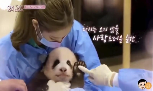 ［韓流］ＢＬＡＣＫＰＩＮＫ　素手でパンダに触れ中国から非難殺到