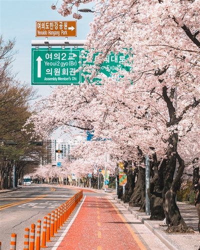 汝矣西路の桜並木（永登浦区提供）＝（聯合ニュース）≪転載・転用禁止≫