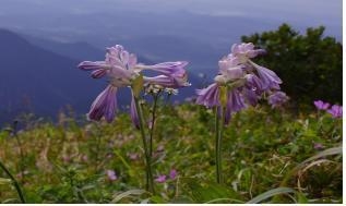 태백산공원, 여름 야생화 만개…고원에서 피서하고 꽃구경하고 - 3