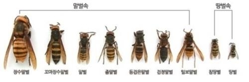 꿀벌킬러? 사람도 마구 공격'…전국 말벌주의보 | 연합뉴스