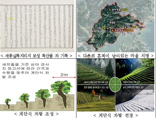 국가중요농업유산에 '보성 전통차 농업' 등 선정