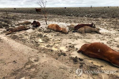 호주 북동부 홍수로 소 30만 마리 떼죽음