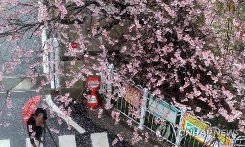 전북 전역에 대지 적시는 봄비…전주 10.5mm 내려