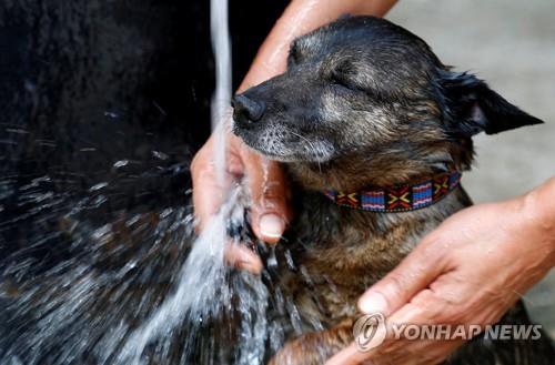 샤워로 폭염을 식히는 견공 [브뤼셀 로이터=연합뉴스]