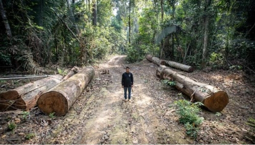 아마존 열대우림의 원주민 땅에서 이뤄지는 무단벌채로 숲이 사라지고 있다. [브라질 뉴스포털 G1]