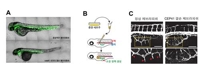 세포 내 섬모가 혈관 만드는 과정 규명…항암제 개발 기여