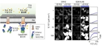 IBS, 머리에 빛 비춰 기억력 높이는 기술 개발