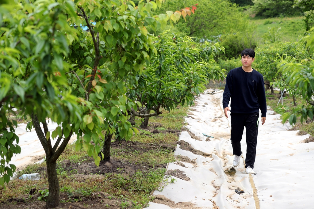 복숭아밭 바라보는 최영씨