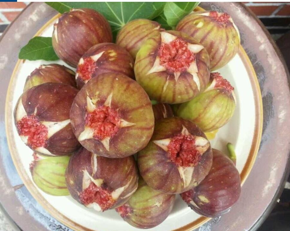 전국 최고 품질 영암 무화과, 첫 수확…㎏당 6천원선 | 연합뉴스 전국 최고 품질 영암 무화과, 첫 수확…㎏당 6천원선 | 연합뉴스